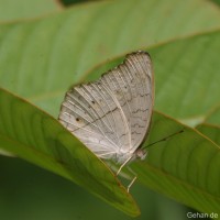 Junonia atlites Linnaeus, 1758